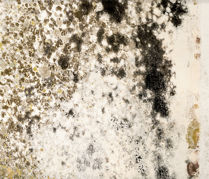 mold growing on a white wall